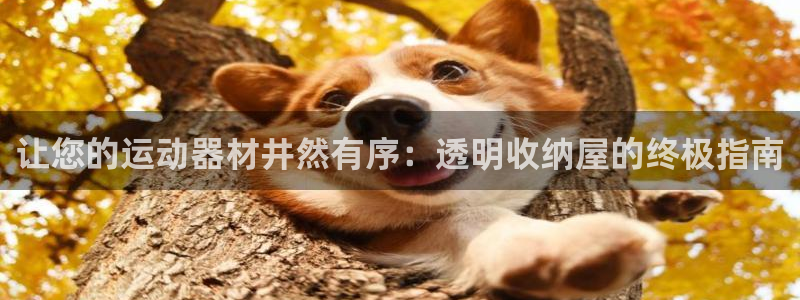耀世平台：让您的运动器材井然有序：透明收纳屋的终极指